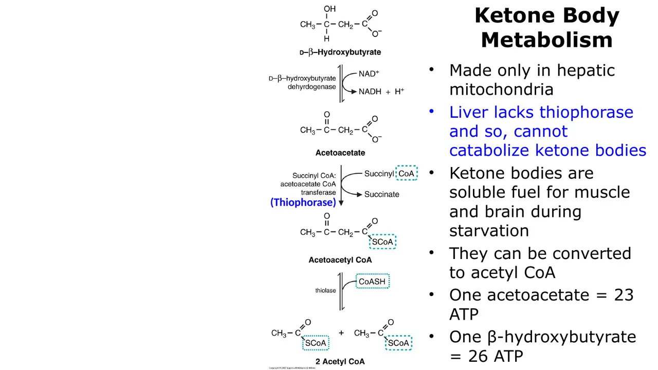 Lecture: made only in liver, which lacks thiophorase; fuel for muscle and brain; 23/26 ATP