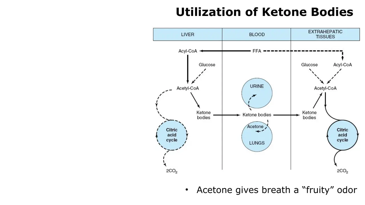 Lecture: liver exports ketone bodies to extrahepatic tissues; acetone gives fruity breath