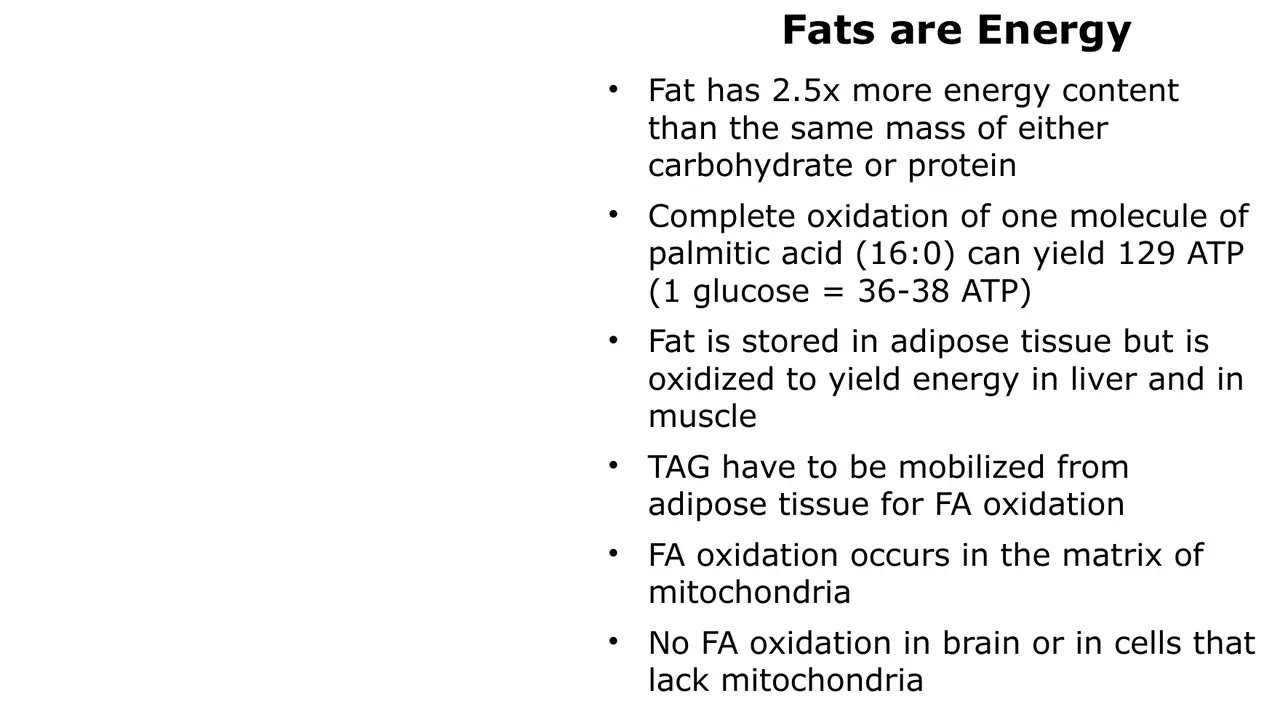 Fat stores 2.5× more energy; oxidised in liver and muscle mitochondria, not brain or RBCs
