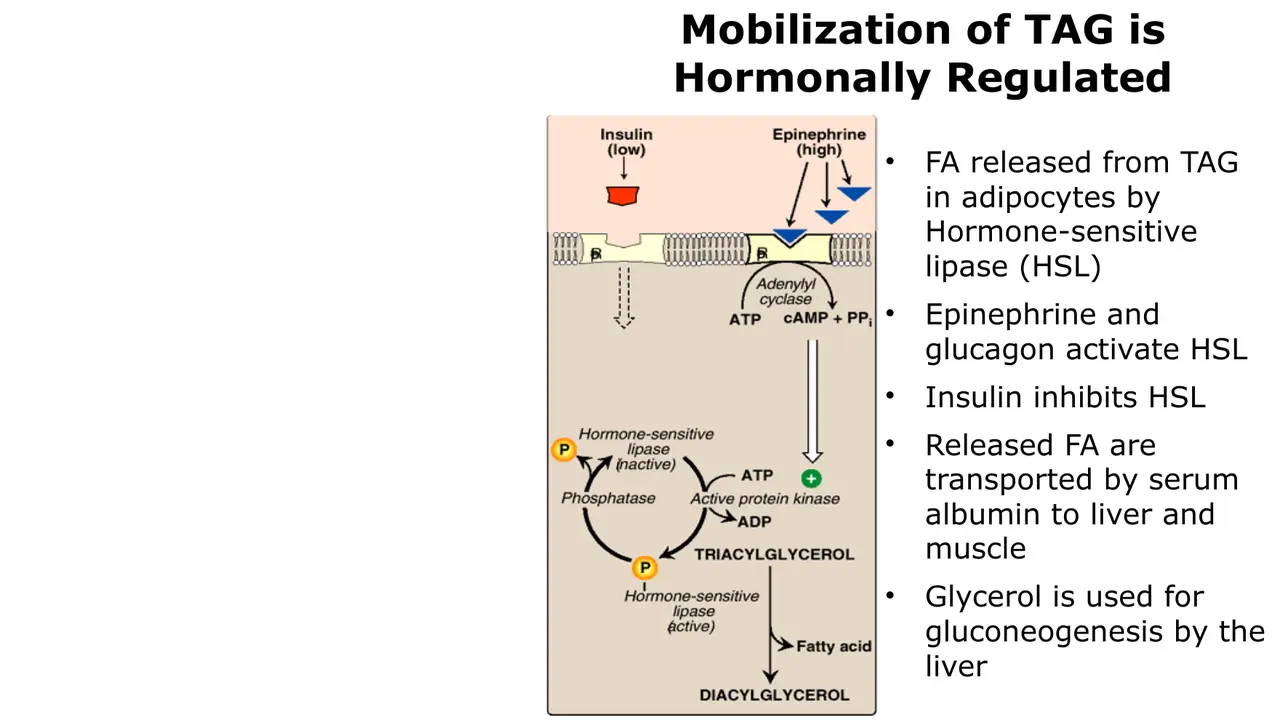 Lecture: HSL releases fatty acids; adrenaline and glucagon activate it via cAMP; insulin inhibits