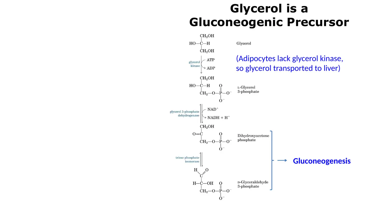 Liver glycerol kinase → glycerol 3-P → DHAP → gluconeogenesis; adipocytes lack glycerol kinase