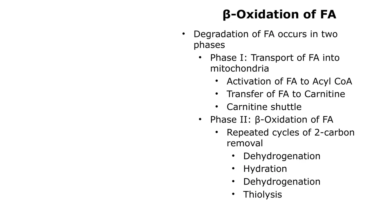 Two phases: transport into mitochondria (activation, carnitine), then repeated two-carbon removal