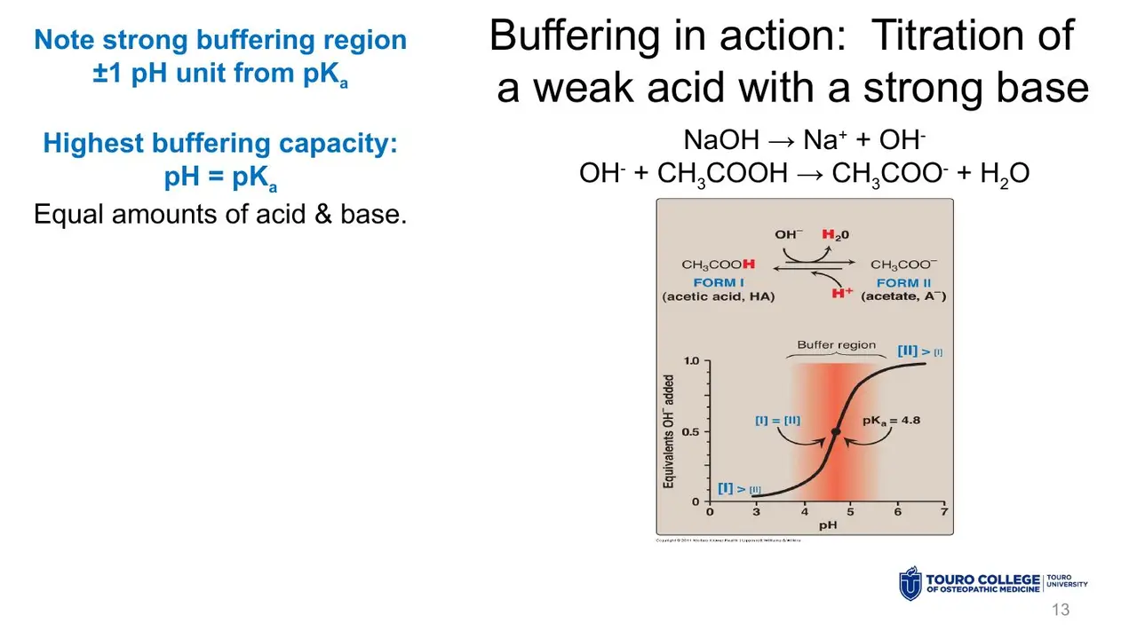 Acetic acid titration: flattest at pH = pKa 4.8, at 0.5 equivalents OH−.