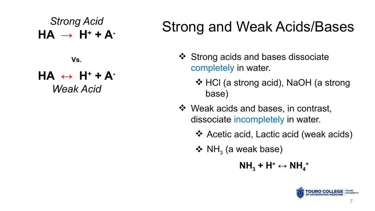 Strong acids/bases dissociate completely (HCl, NaOH); weak ones partly (acetic, lactic, NH3).