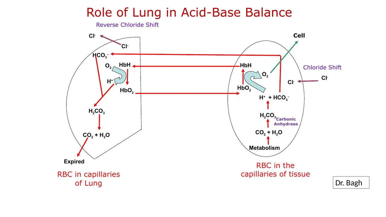 Red cells: CO2 → HCO3− out (chloride shift), H+ on haemoglobin; reversed in lungs.
