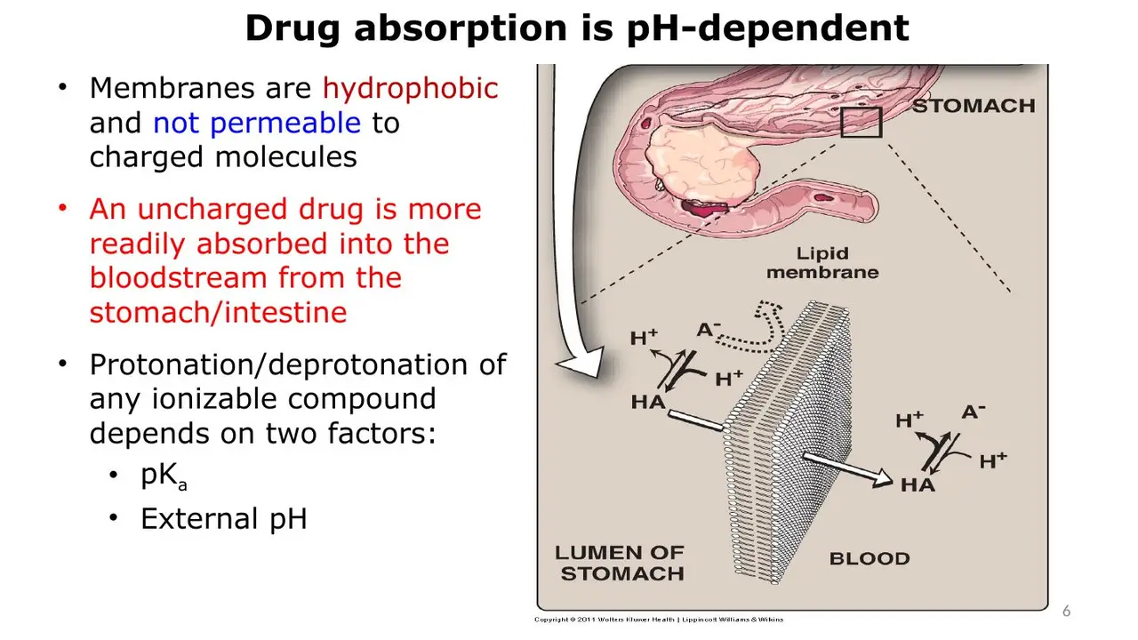 Drug absorption: membranes pass uncharged forms; ionisation depends on pKa and pH.