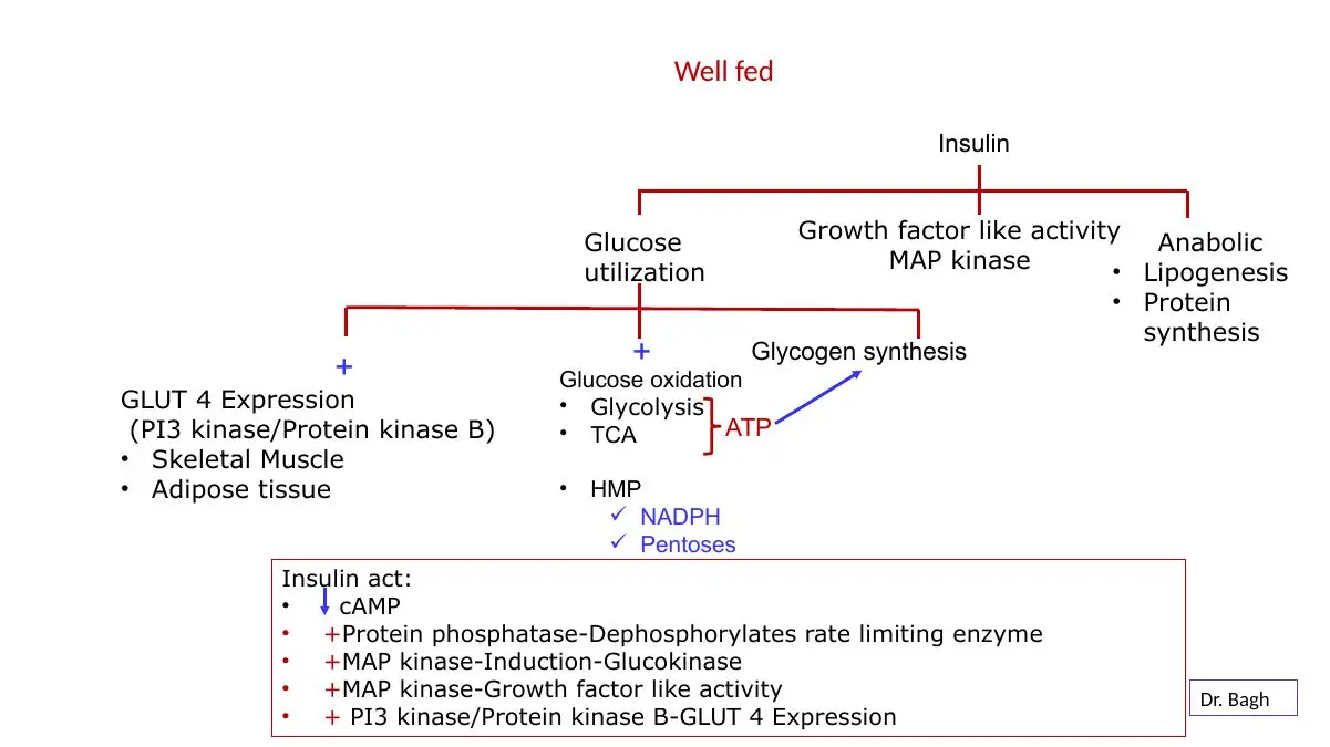 Insulin: ↓cAMP, protein phosphatase, glucokinase induction (MAP kinase), GLUT4 (PI3-kinase/PKB).