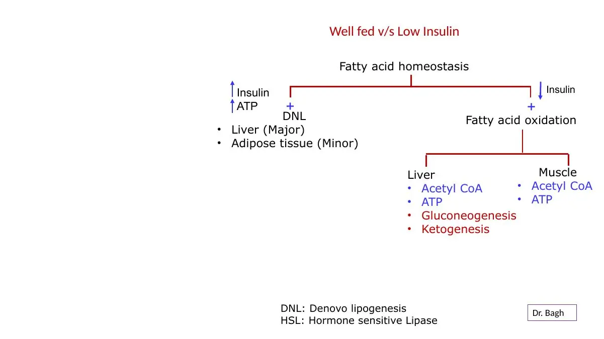 Fed state: de novo lipogenesis is major in liver, minor in adipose tissue.