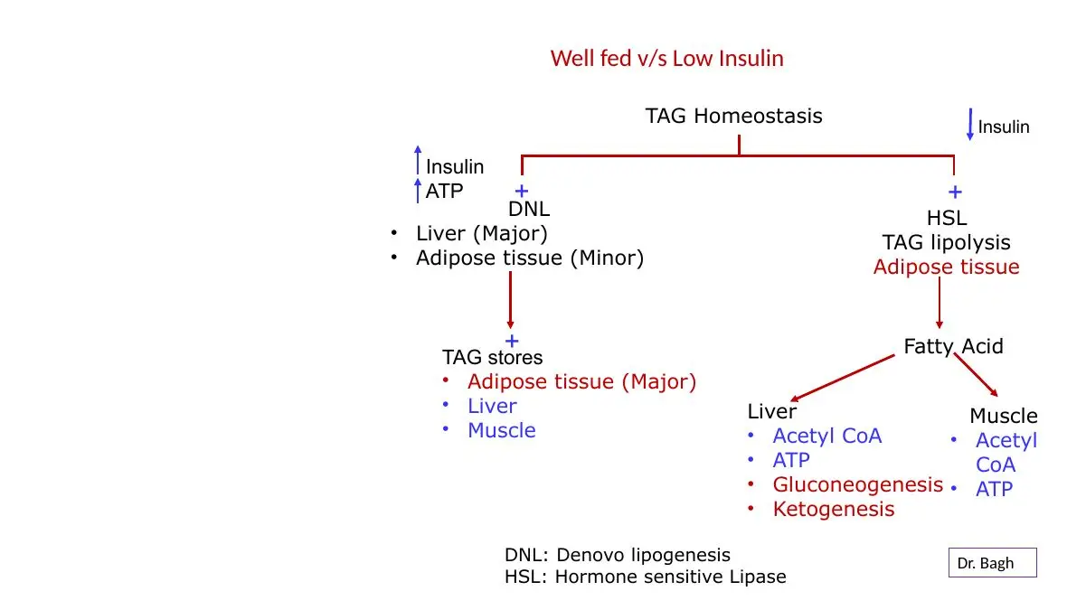 Fed: TAG stored mainly in adipose tissue (some liver, muscle); low insulin: lipolysis.