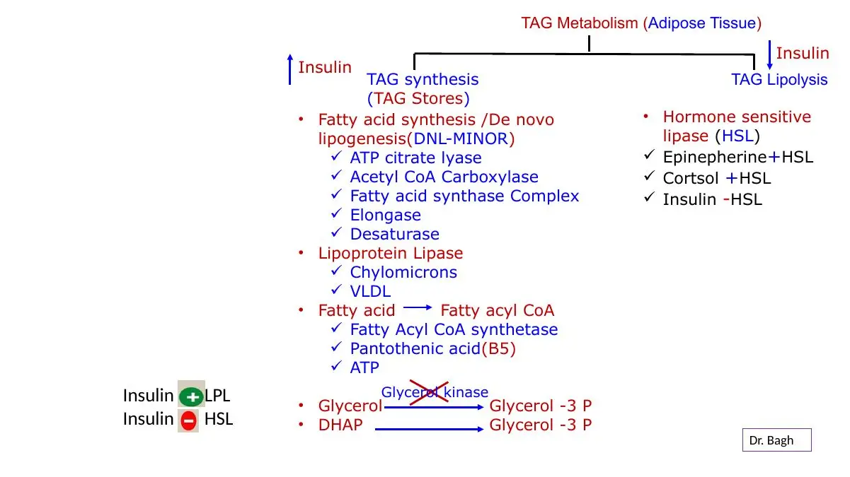Adipose: insulin activates lipoprotein lipase and inhibits hormone-sensitive lipase; adipose DNL minor.