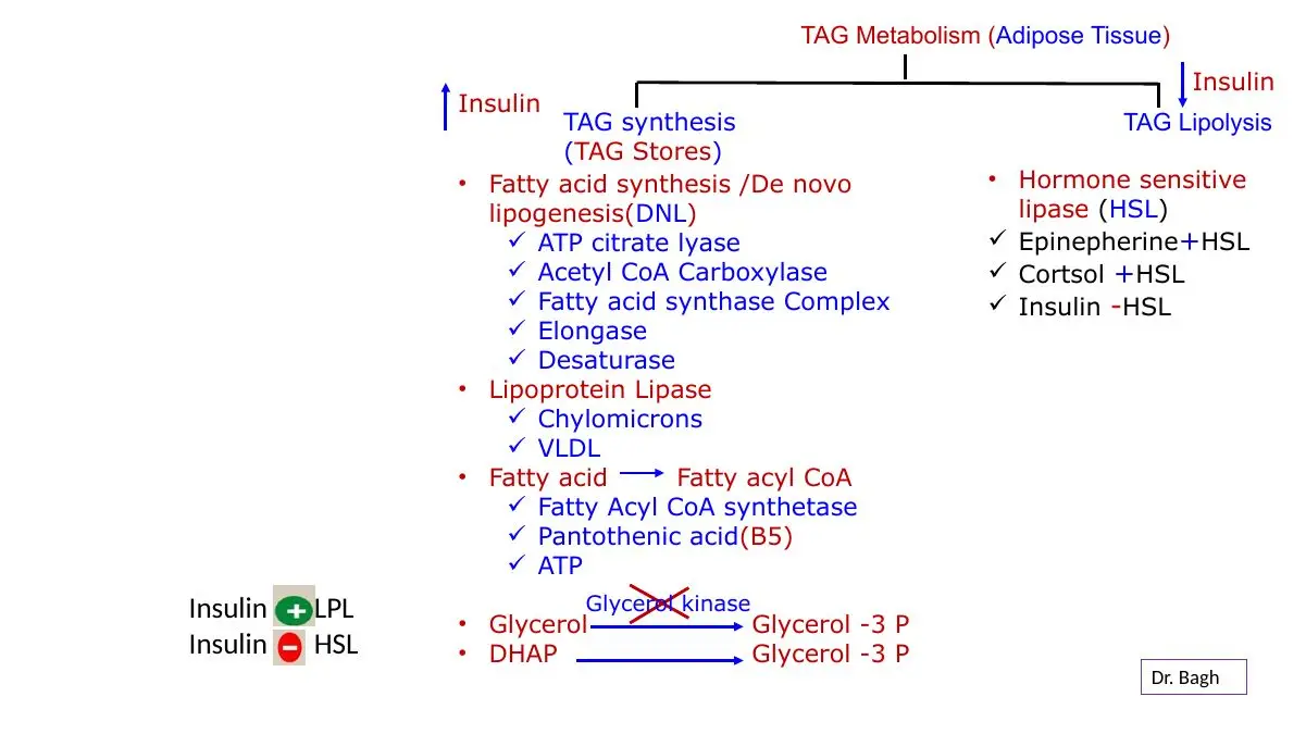 Review: fatty acyl-CoA synthetase uses pantothenic acid (B5) and ATP