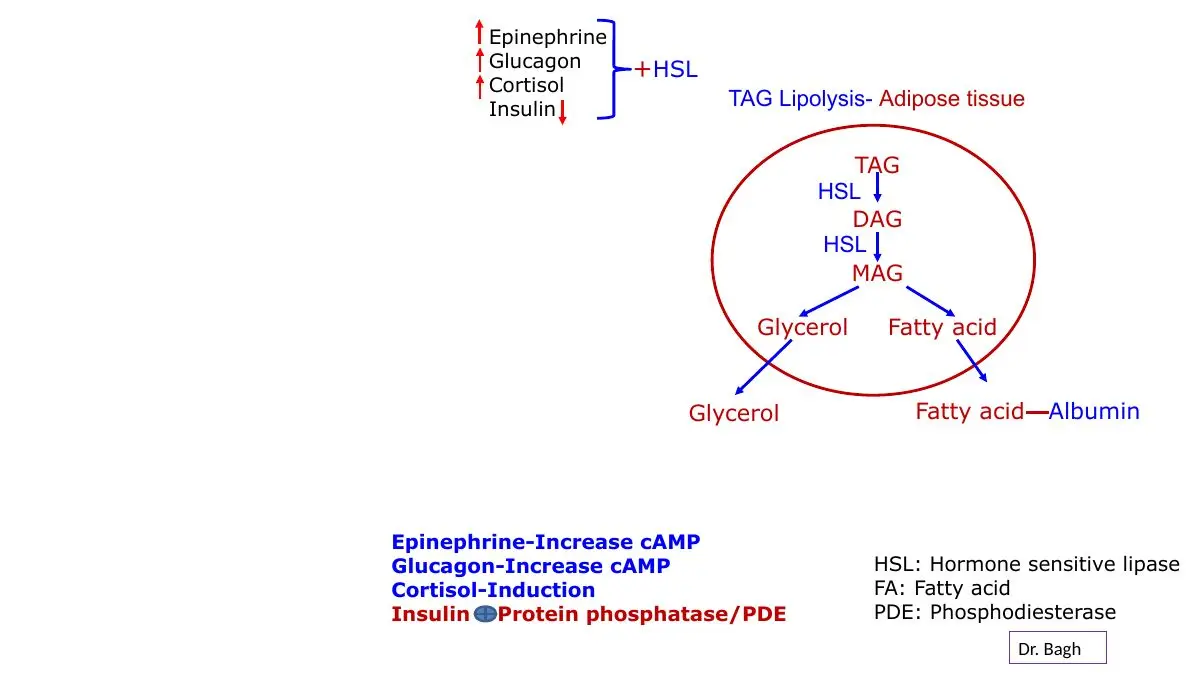 TAG → DAG → MAG → glycerol + fatty acids; cAMP up, insulin acts via phosphatase/PDE