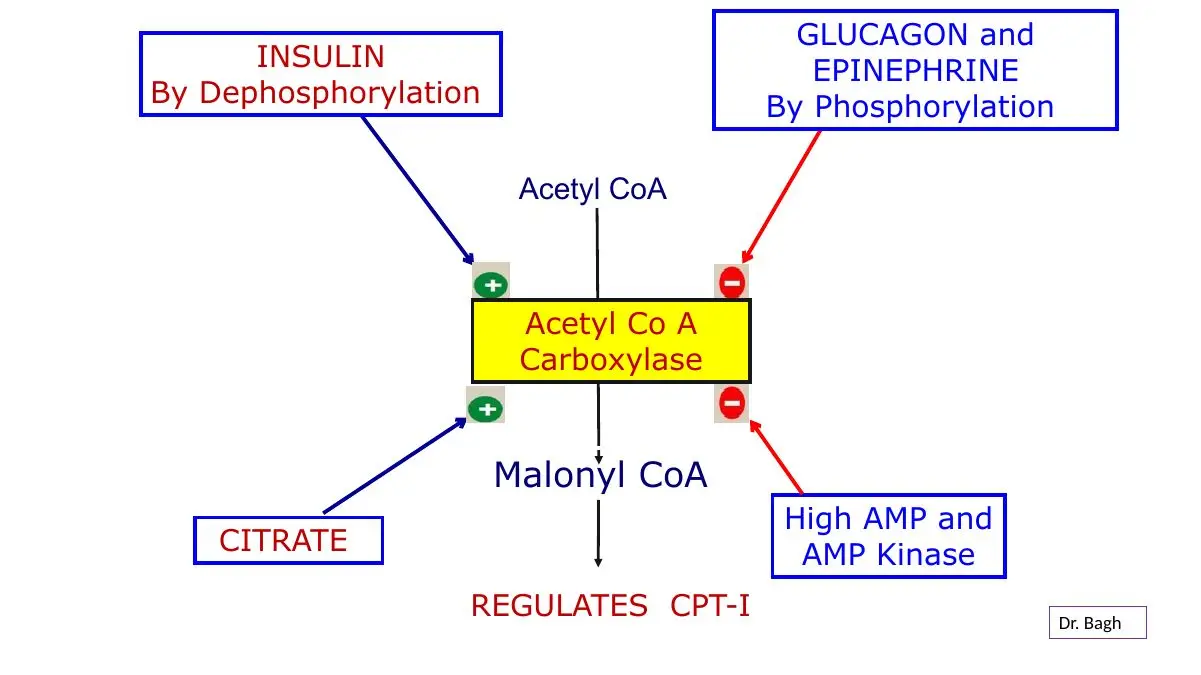 Review: insulin, glucagon, citrate and AMP regulate ACC; malonyl-CoA regulates CPT-I