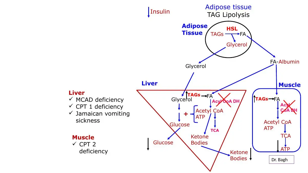 Review: the same map of defects in liver and muscle