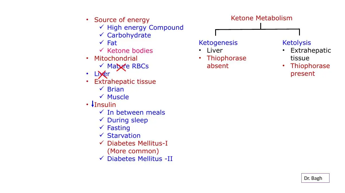 Review: ketogenesis in liver (no thiophorase) vs ketolysis in brain and muscle