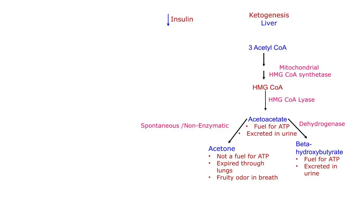 Review: ketogenesis in liver; acetone is not a fuel, expired, fruity odour