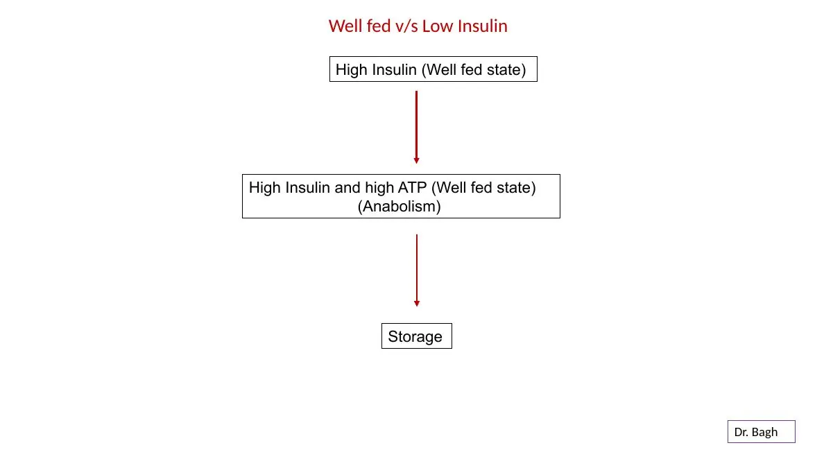 Well fed: high insulin and ATP mean anabolism, so surplus fuel is stored.