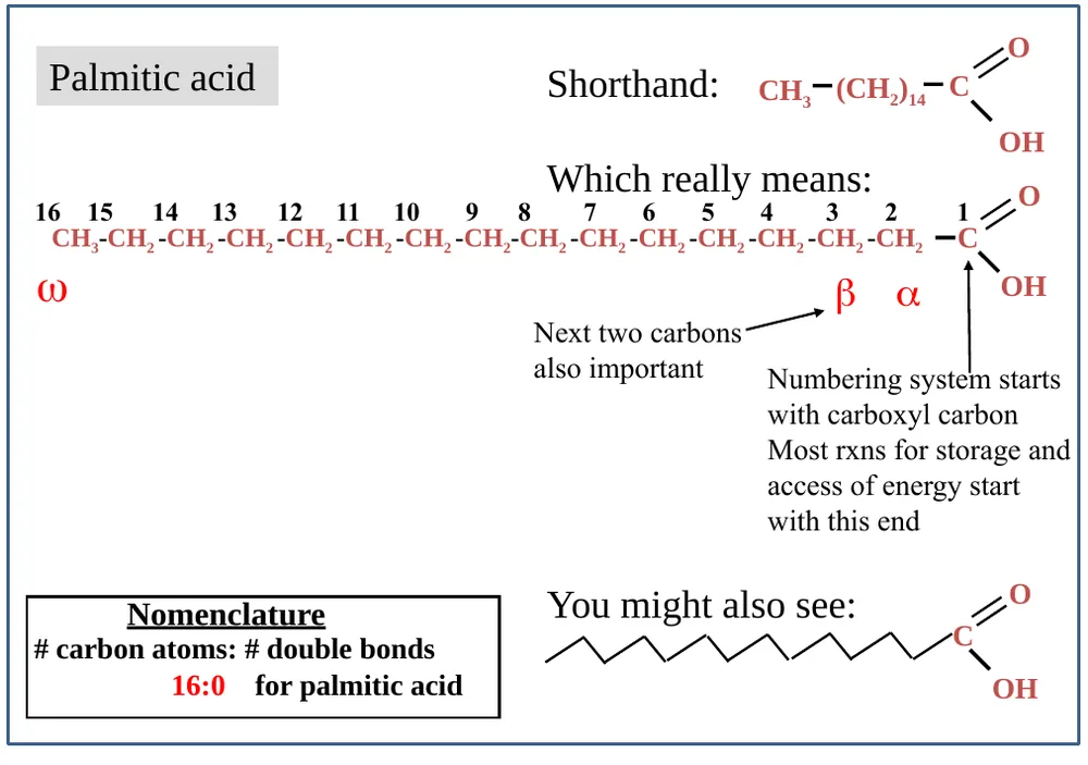 Course lecture — numbering a fatty acid: palmitic acid, 16:0