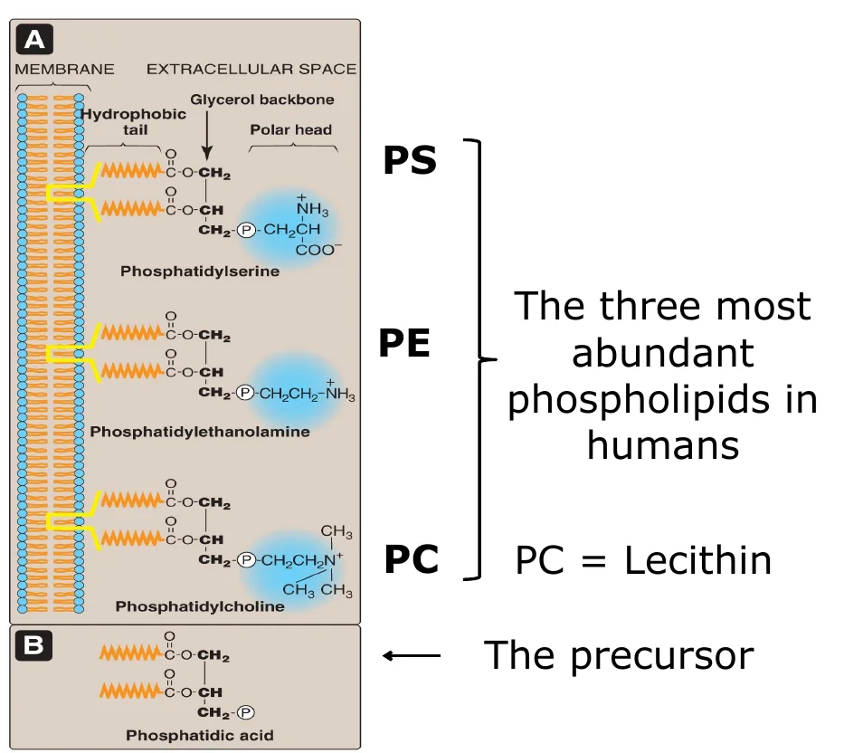 Course lecture — PS, PE and PC, each built on phosphatidic acid