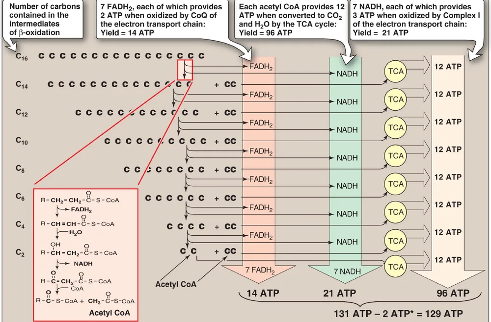 Course lecture — the seven turns of β-oxidation of palmitate and the 129-ATP yield