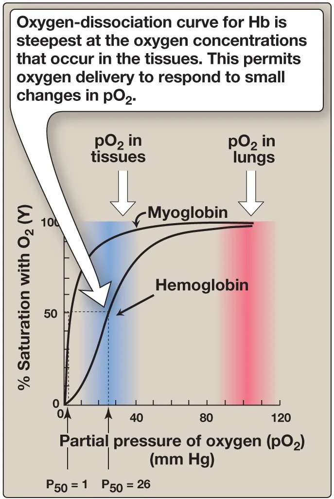 Course lecture — oxygen-binding curves of myoglobin and haemoglobin