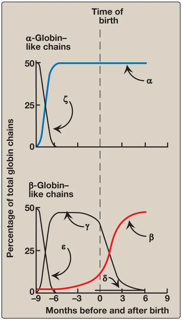 Course lecture — globin chains made before and after birth