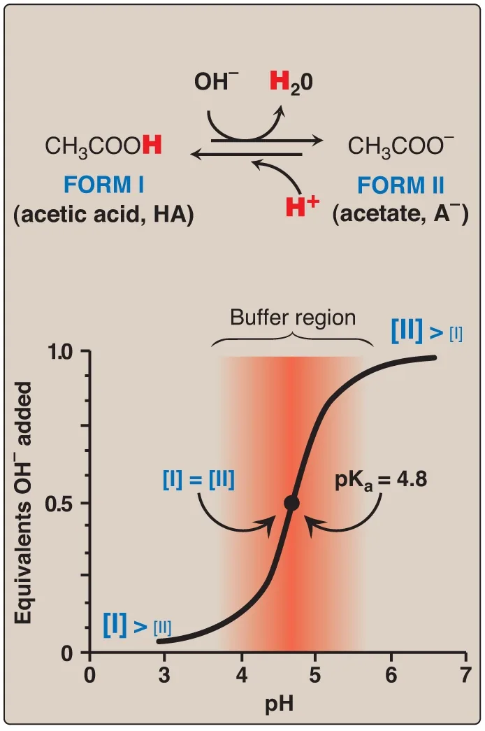 Course lecture — titration of acetic acid and its buffer region