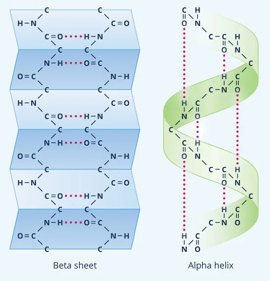 Course lecture — hydrogen bonds in a β-sheet and an α-helix