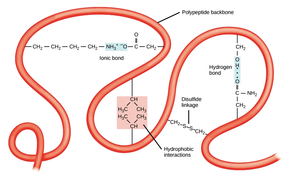 Course lecture — side-chain interactions that hold a folded chain