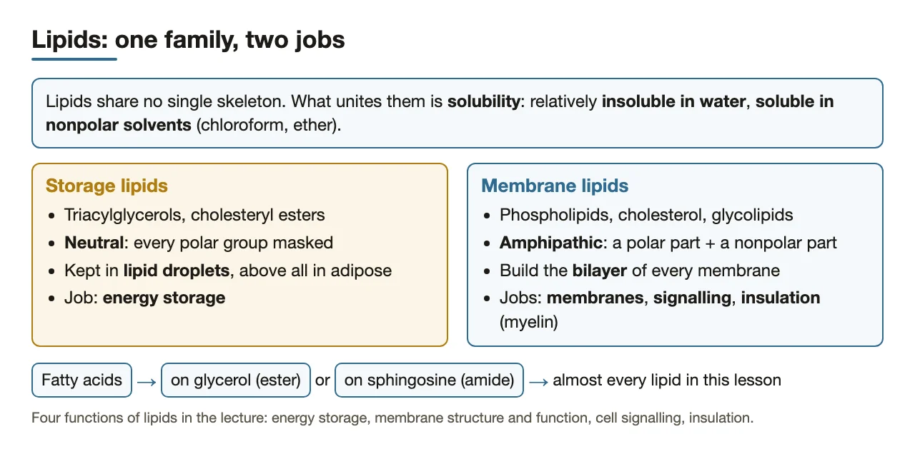 Preface: lipids defined by solubility; storage (neutral) versus membrane (amphipathic) lipids.