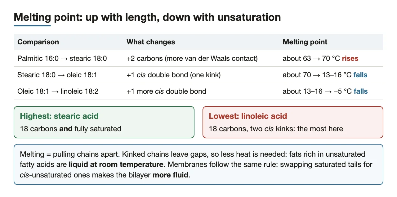 Melting point rises with chain length and falls with each cis double bond.
