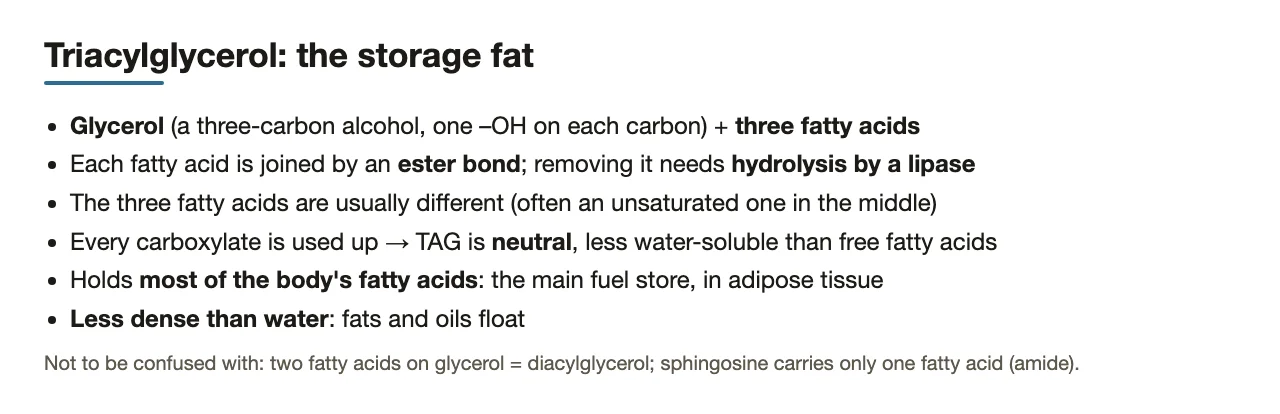 Preface: TAG structure, ester bonds, neutrality, storage role and density.