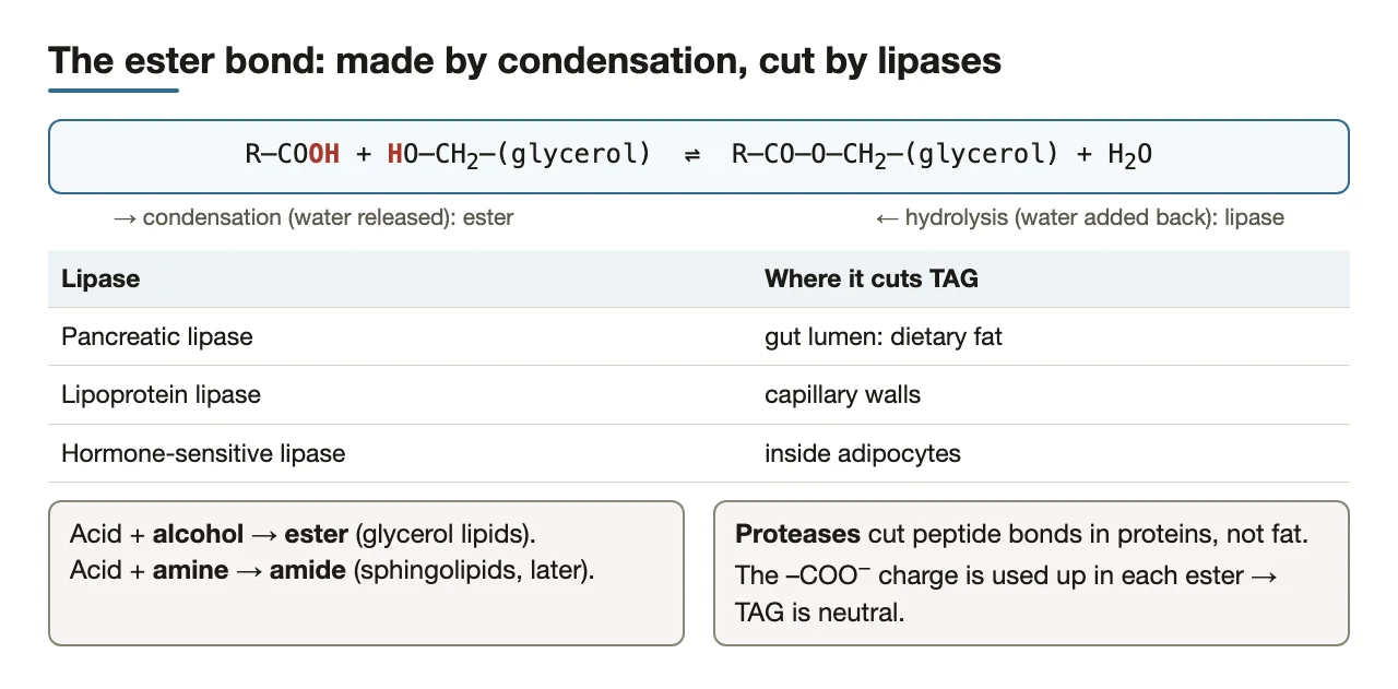 The ester bond forms by condensation and is cut by lipases; amide and protease contrasts.
