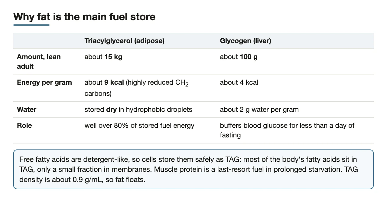 TAG versus liver glycogen: amount, energy per gram, water and role.