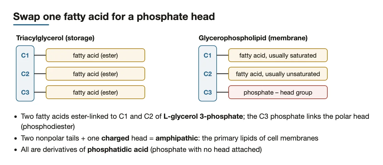 Preface: a glycerophospholipid is TAG with the C3 fatty acid swapped for a phosphate head.