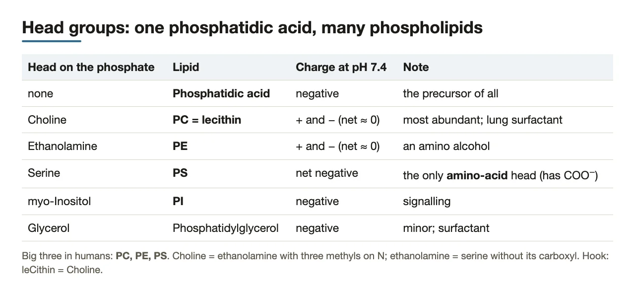 Head groups on phosphatidic acid: lipid names, charges at pH 7.4, key notes.