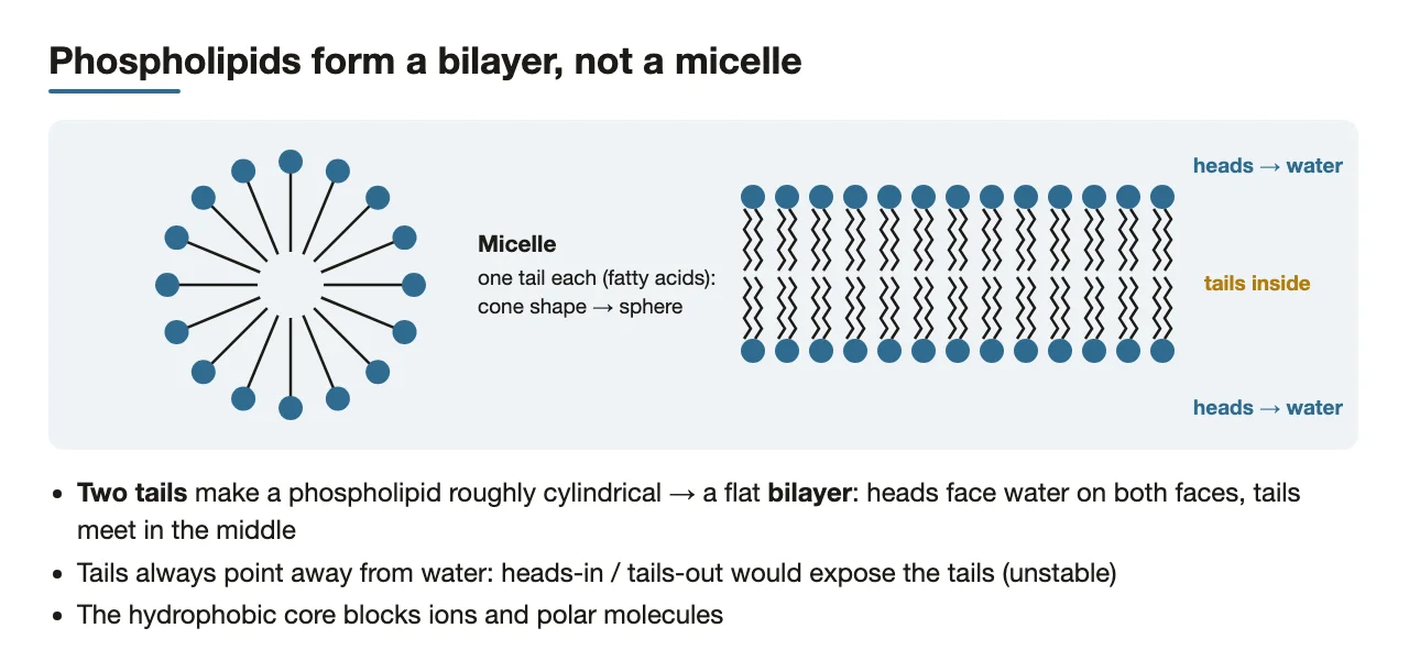 Two-tailed phospholipids form a bilayer; single-tailed lipids form micelles.