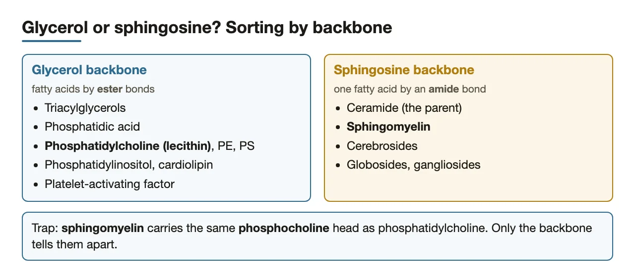 Lipids sorted by backbone: glycerol (ester) versus sphingosine (amide).