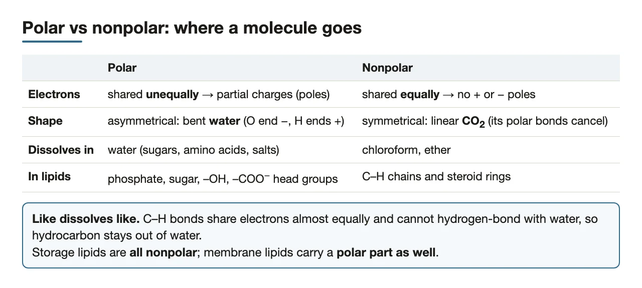 Polarity: electron sharing, shape, solubility, and which parts of lipids are polar.
