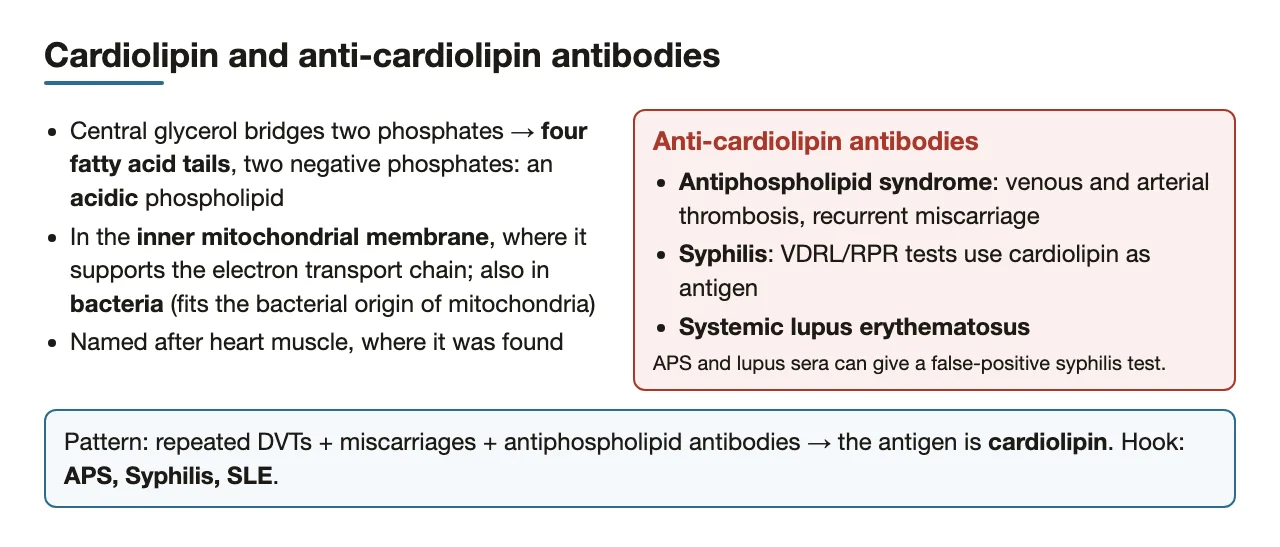 Cardiolipin's features; anti-cardiolipin antibodies in antiphospholipid syndrome, syphilis and lupus.