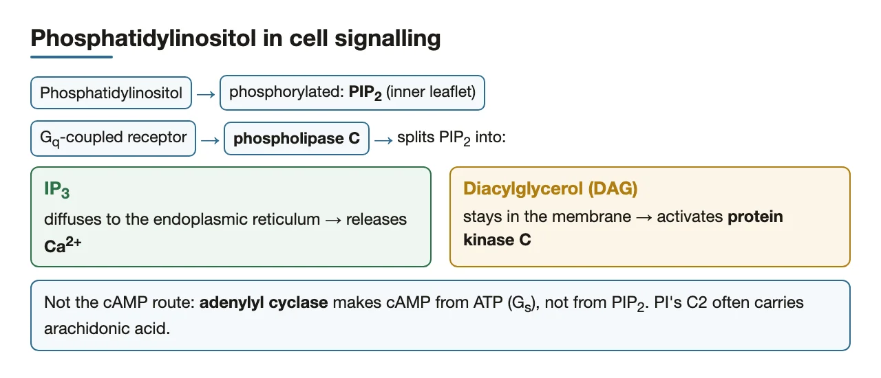 PI signalling: PIP2 split by phospholipase C into IP3 and DAG.