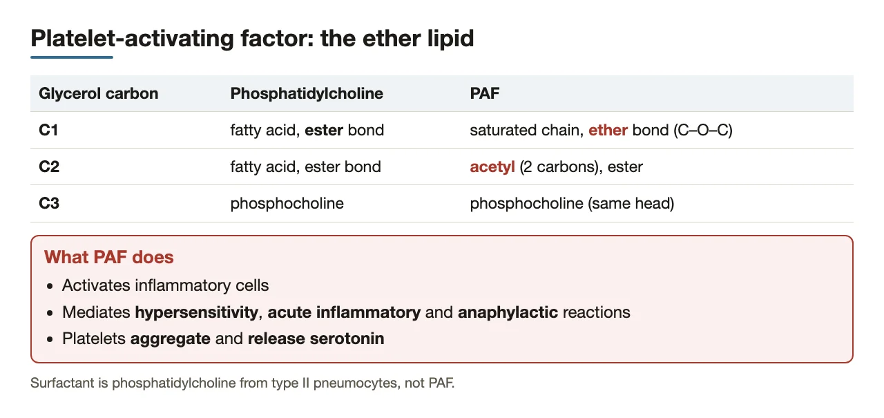 PAF compared with phosphatidylcholine carbon by carbon; what PAF does.