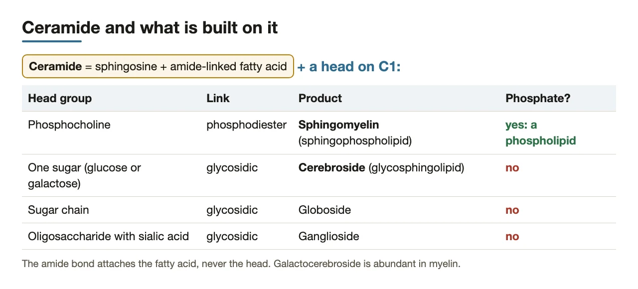 Ceramide plus head groups: sphingomyelin, cerebroside, globoside, ganglioside; which carry phosphate.