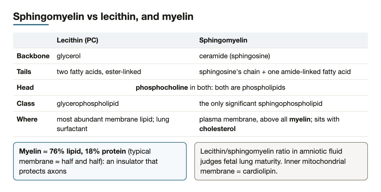 Sphingomyelin versus lecithin; myelin composition; where related lipids sit.