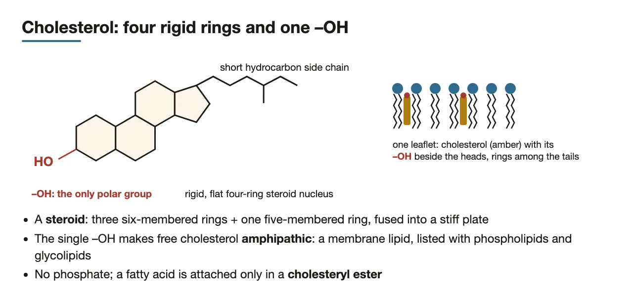 Cholesterol: rigid four-ring steroid with one –OH, which sits by the phospholipid heads.