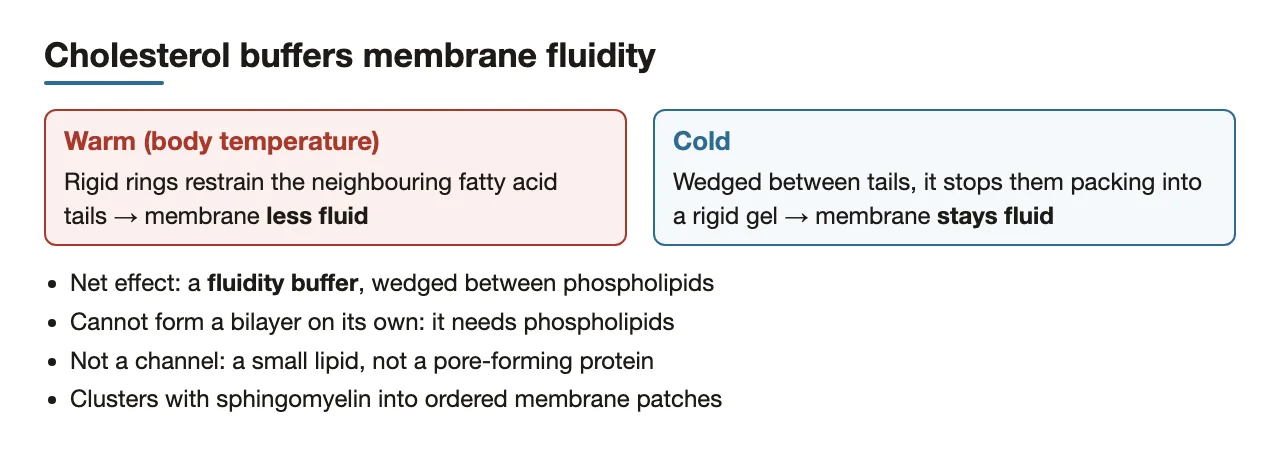Cholesterol as a membrane fluidity buffer, and what it cannot do.