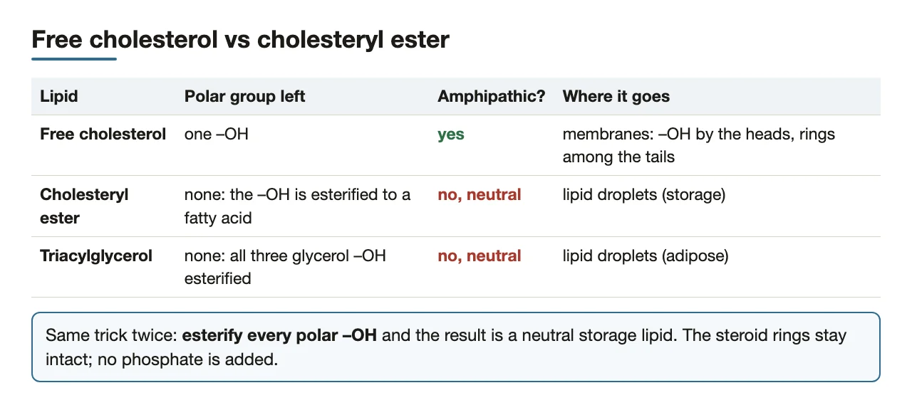 Free cholesterol versus cholesteryl ester versus TAG: polar groups left and destination.