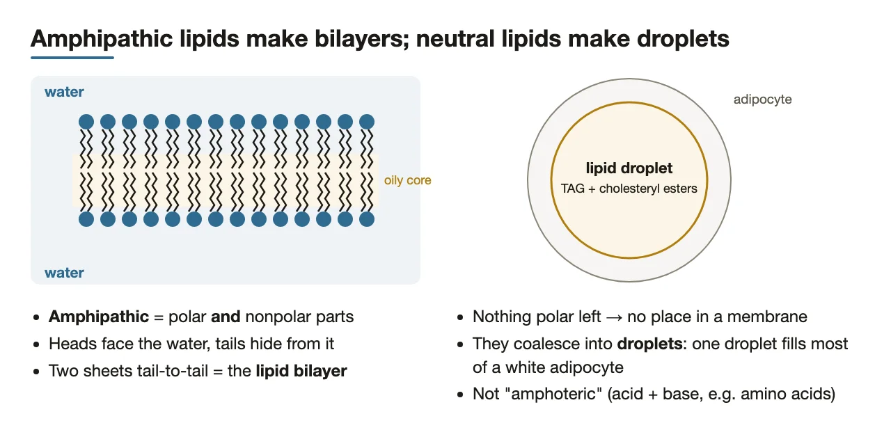 Amphipathic lipids form a bilayer; neutral TAG and cholesteryl esters form droplets.