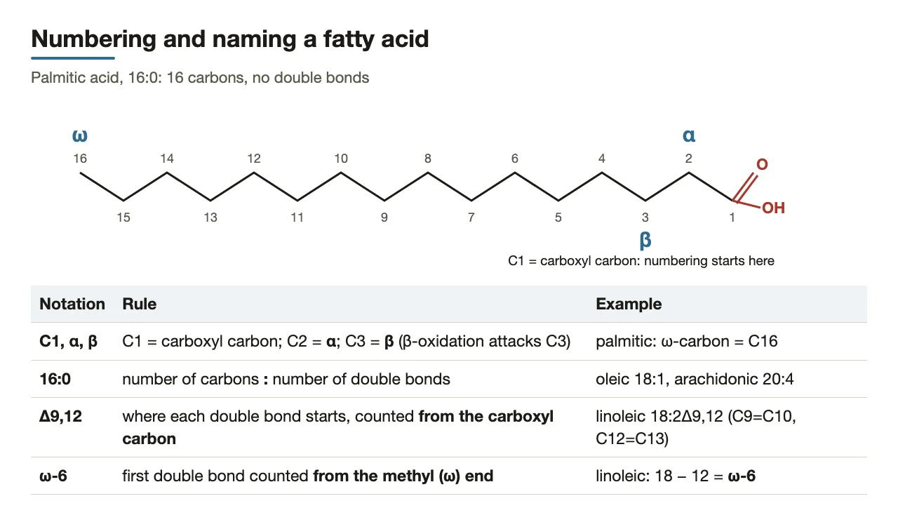 Carbon numbering (α, β, ω) and the 16:0, Δ and ω naming rules.