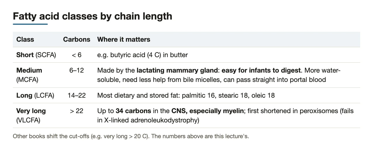 Chain-length classes with this lecture's cut-offs and where each class matters.